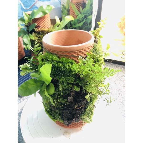 Tháp cây đứng TERRAPLANTER gốm trồng cây dương sỉ rêu thủy canh nhiều lỗ DOOA TERRARIUM - TERRA-02