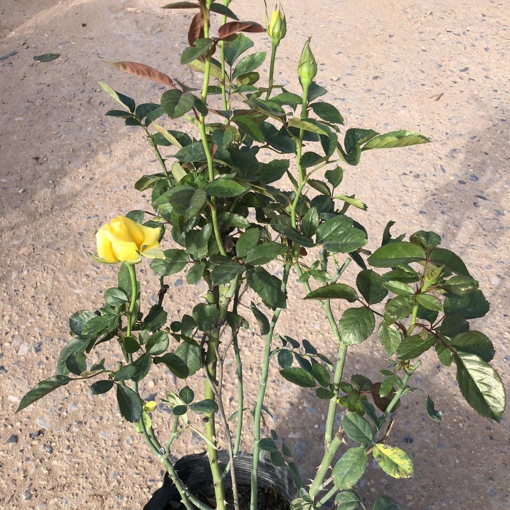 Cây hồng tỉ muội vàng, cao 50cm sai hoa hương thơm dễ chịu gốc to chắc khỏe thích hợp trang trí sân vườn