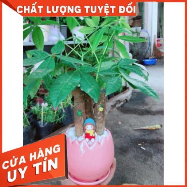 Chậu kim ngân ba thân mix cô bé mùa đông