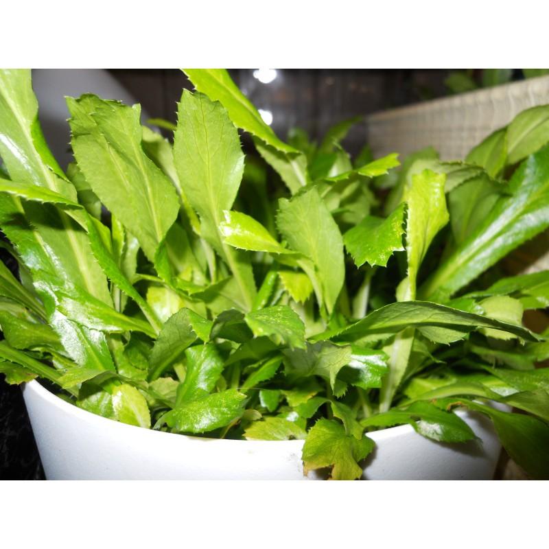 Hạt Giống Ngò Gai gói 5gr, hat giong rau sach thuy canh