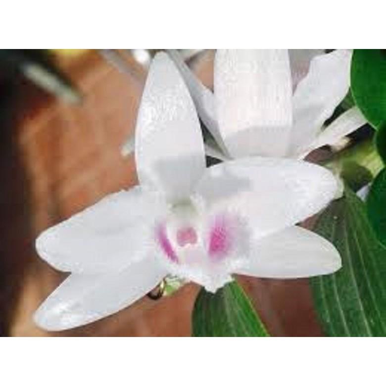 Cốc phi điệp 5 cánh trắng ANH CẢ - hàng CẤY MÔ - hoa TÙY DUYÊN - hoa siêu đẹp