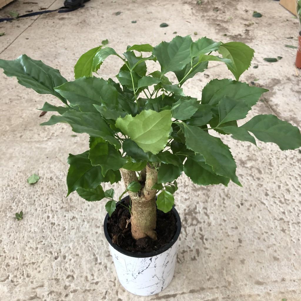 Cây hạnh phúc, chiều cao 30-35cm cây tán to đẹp dễ chăm sóc, thích hợp trang trí cảnh quan sân vườn quán cafe, nội thất