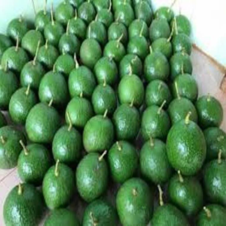 Cây giống bơ Both 7 Bơ trái vụ giống mới ăn ngon năng suất cao