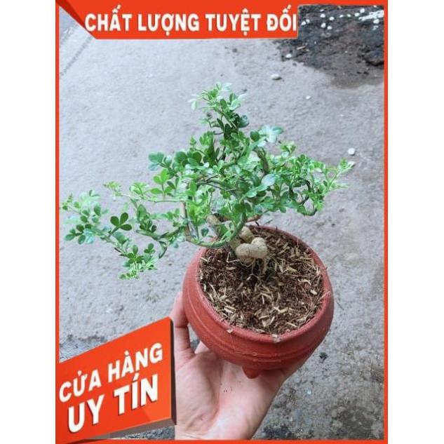 Chậu Cây Cần Thăng