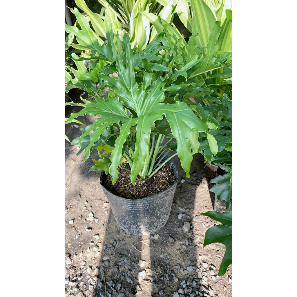 Cây Trầu Bà Thanh Xuân