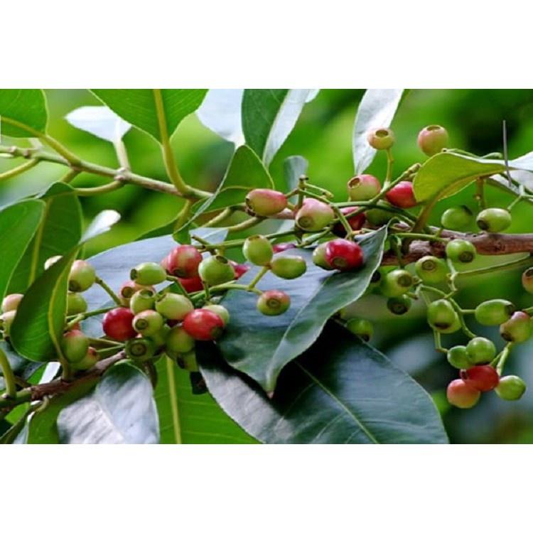 Lá vối nếp