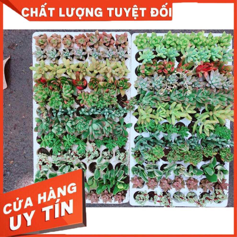 Combo 12 cây sen đá vỉ Nhiều Người Mua