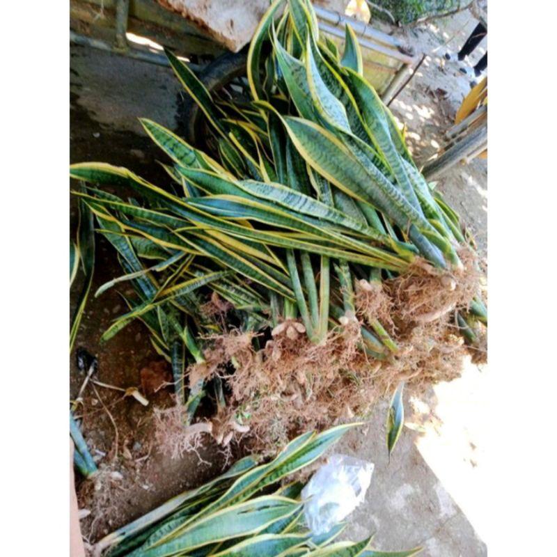 Cây lưỡi hổ viền vàng 35-50cm