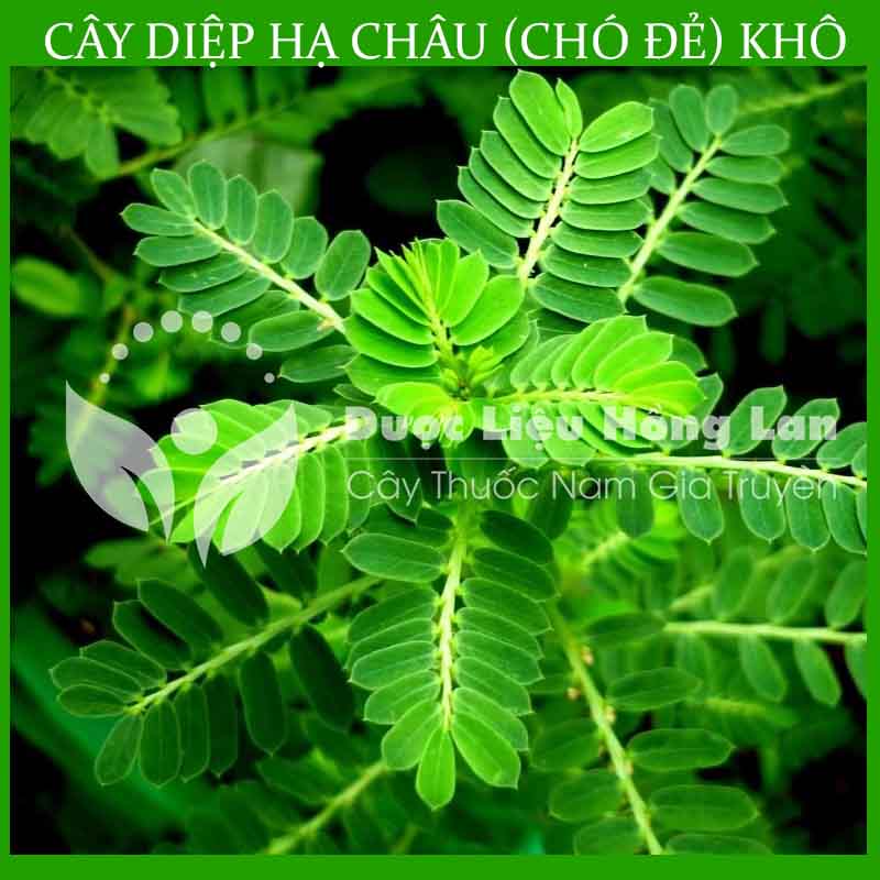 Cây Diệp Hạ Châu khô 500gram