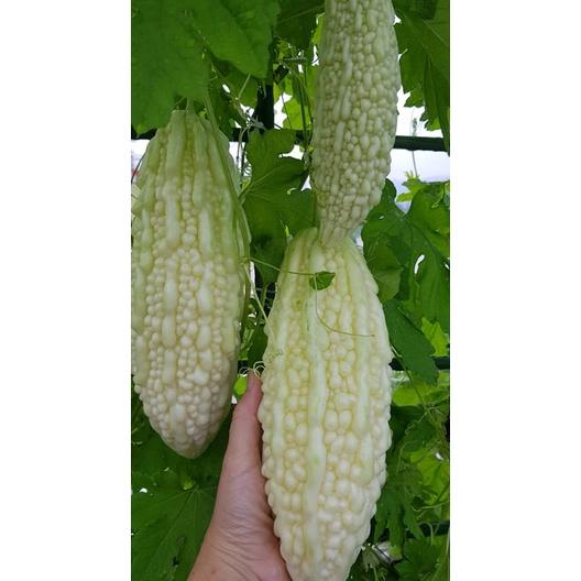 Hạt giống khổ qua bạch tuyết F1 CT24 - Gói 5 hạt