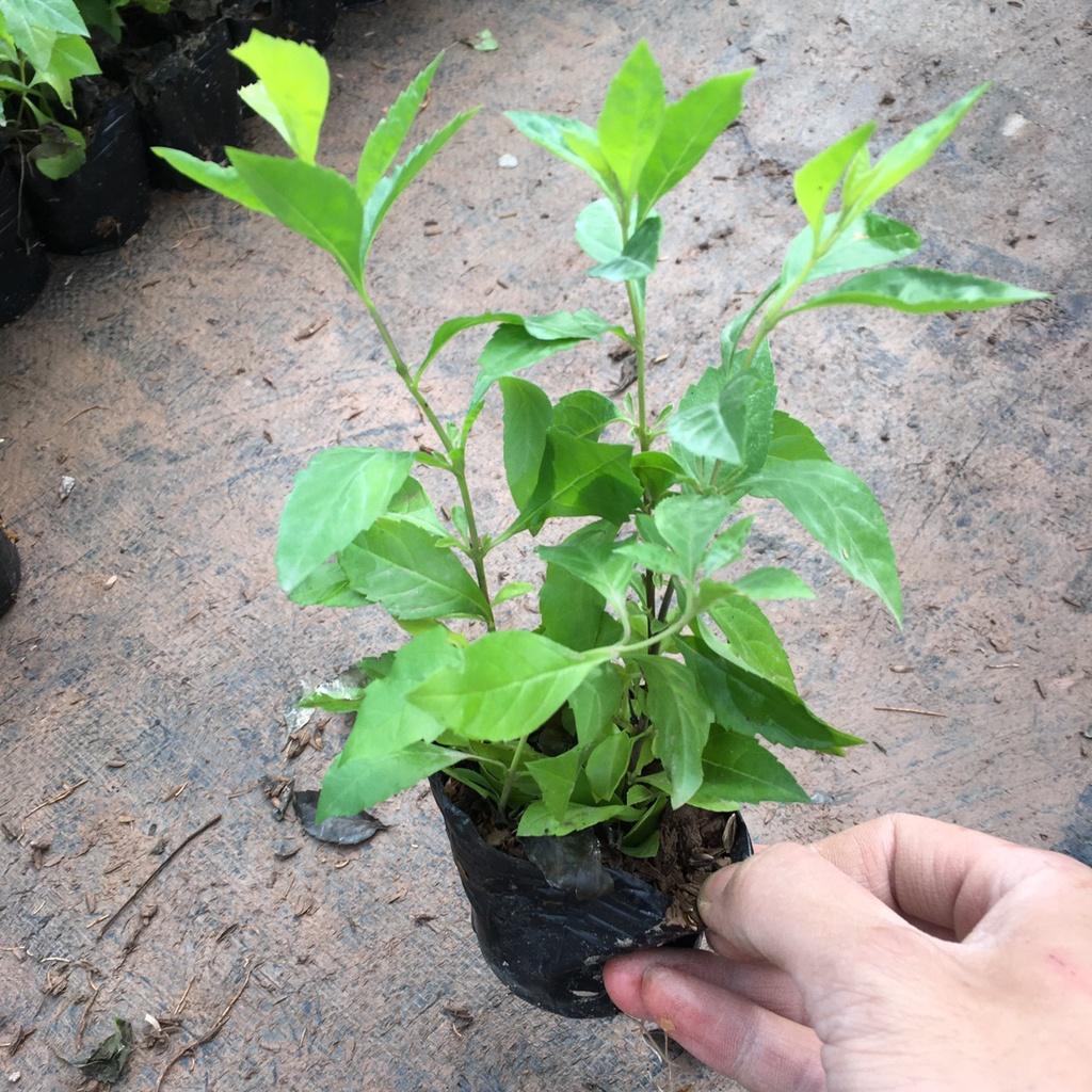 Cây Chuỗi Ngọc Nhiều Ngọn Trồng Sẵn Thích Hợp Trồng Đường Riềm,Công Trình