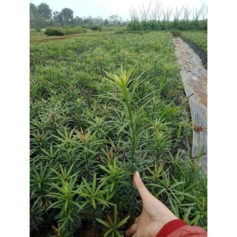 CÂY GIỐNG TÙNG LA HÁN