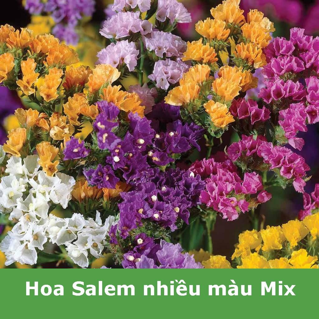 Hạt Giống Hoa Salem Nhiều Màu Mix