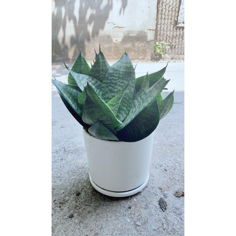 Chậu Cây Lưỡi Hổ