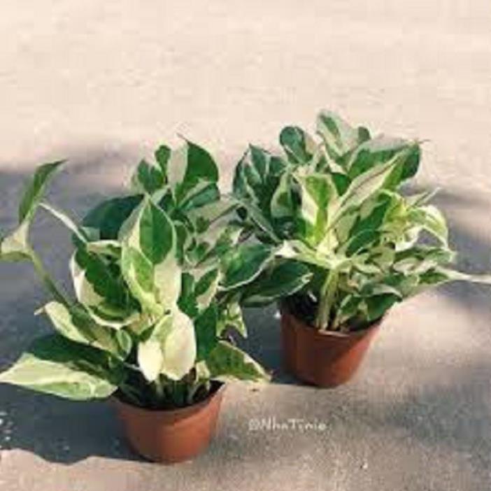 CHẬU CÂY TRẦU BÀ SỮA ,LOÀI CÂY SANG TRỌNG, QUÝ PHÁI, VƯỢNG TÀI LỘC CHO GIA CHỦ + Tặng 01 cây dâu da đất