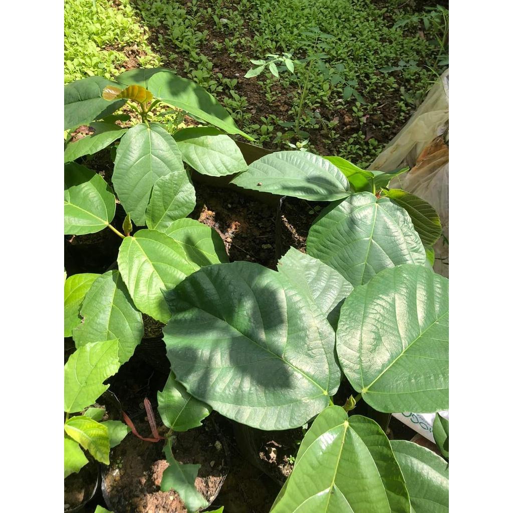 Cây Giống Vả mật xanh, ngoã mật