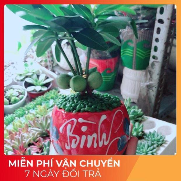 Chậu Cây May Mắn Bình An