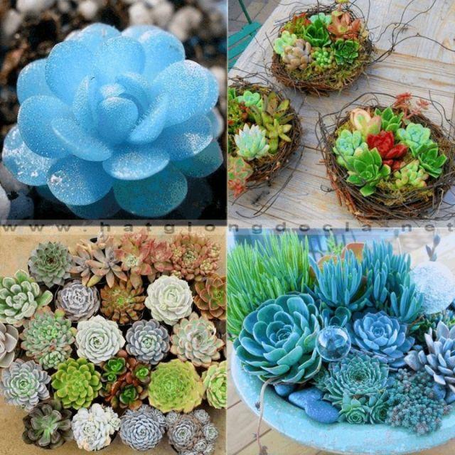 179A Gói 20 hạt giống sen đá mix màu