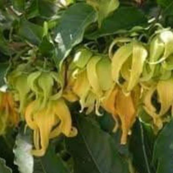Sản phẩm CÂY HOA DẺ