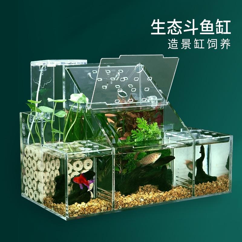 Bể Cá Chọi Sinh Thái, Hộp Cách Ly Để Nhân Giống Và Ấp Trứng Cá Bảy Màu, Lọc Nước Tuần Hoàn