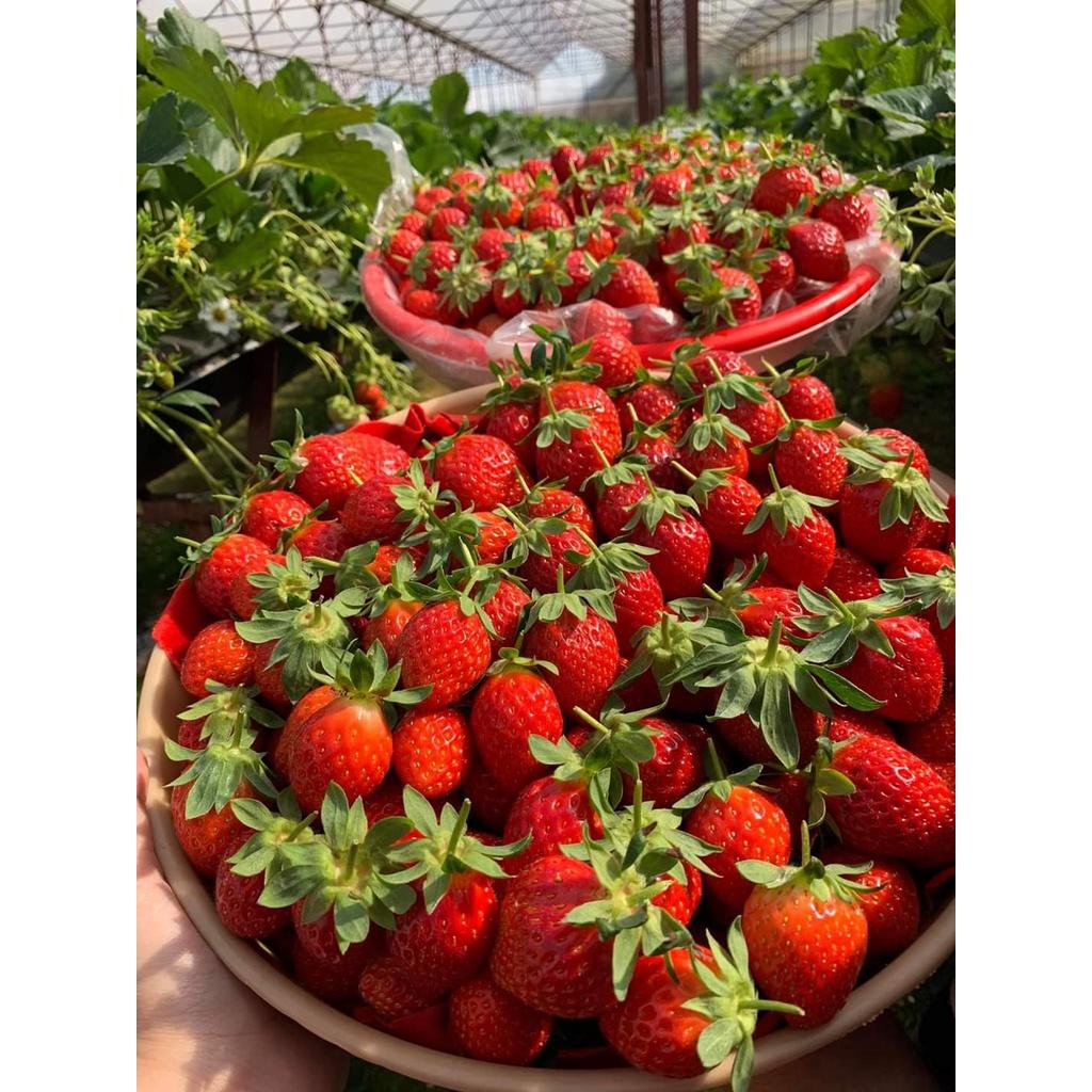 Hạt giống dâu tây đỏ - hatgiong24h