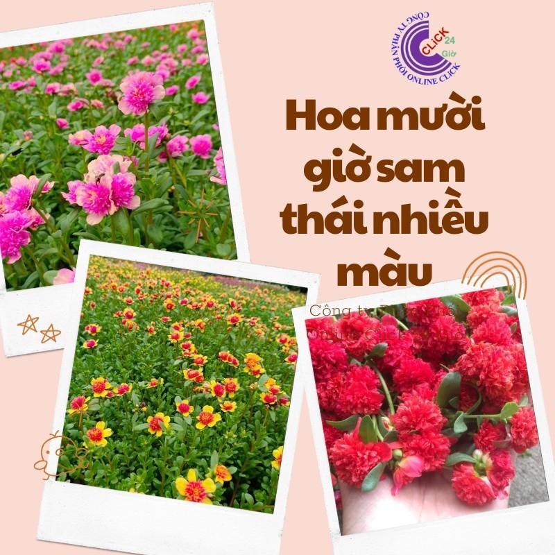 1 Ký Cành Giống Hoa Sam Thái Kép Siêu Đẹp Nở Cả Ngày Bộ Sưu Tập 30 Màu Hoa Mười Giờ Sam Hoa Mười Giờ Bonsai & Phụ Kiện