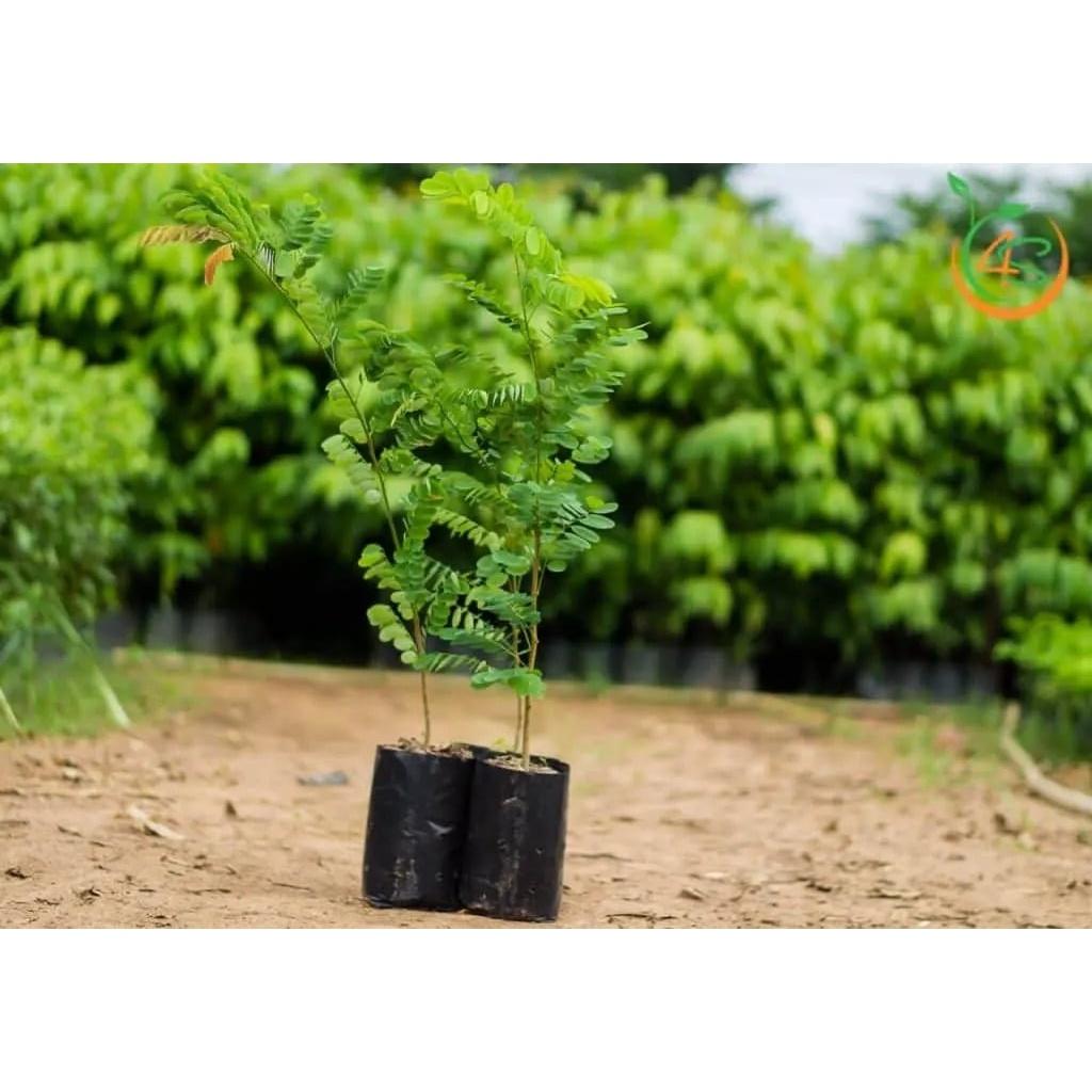 Cây giống Cẩm Lai đỏ