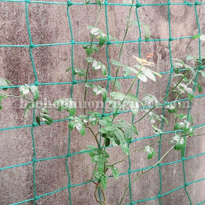 Lưới giàn leo, lưới trồng bầu bí