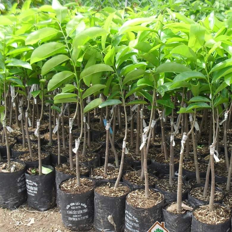 Cây giống mãng cầu xiêm