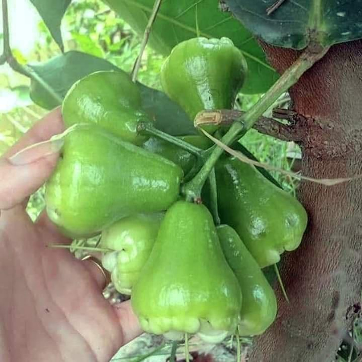 CÂY GIỐNG MẬN XANH ĐƯỜNG