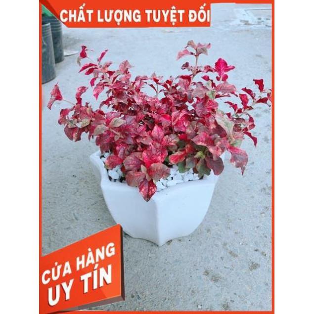 Chậu Ruby Đỏ