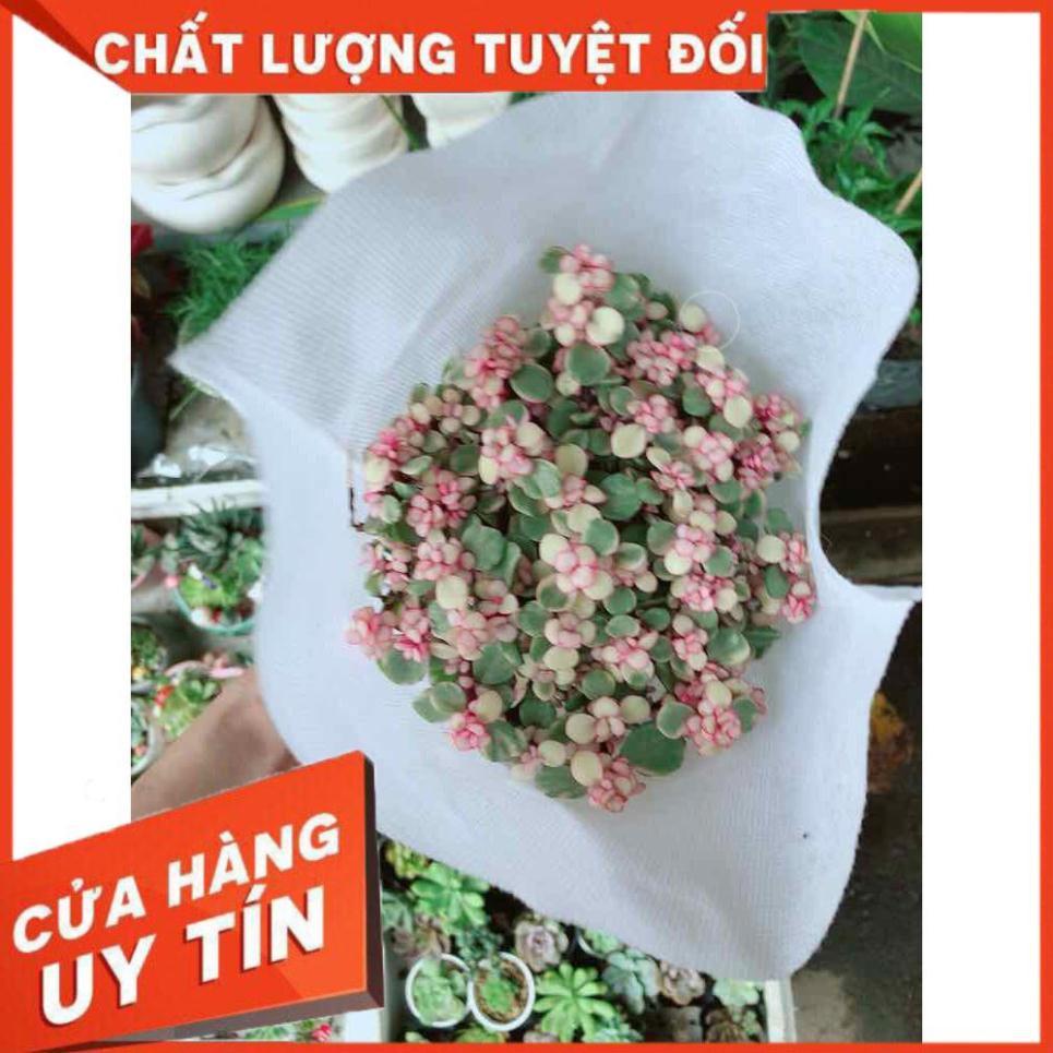 Đô la hồng Nhiều Người Mua