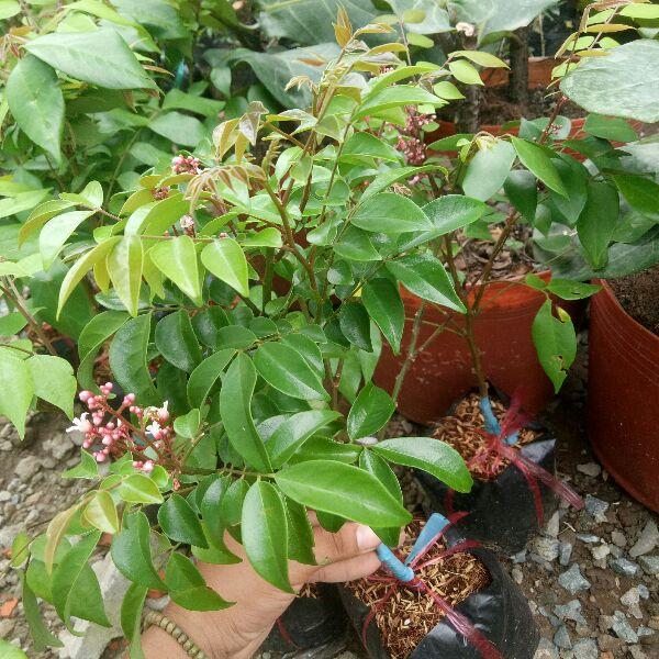 Cây khế ngọt cam kết chất lượng