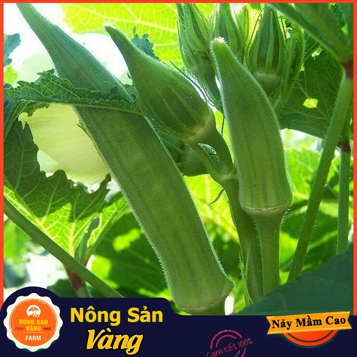 Hạt giống Đậu Bắp Cao Sản ( Gói 20 Gram ) - Nông Sản Vàng