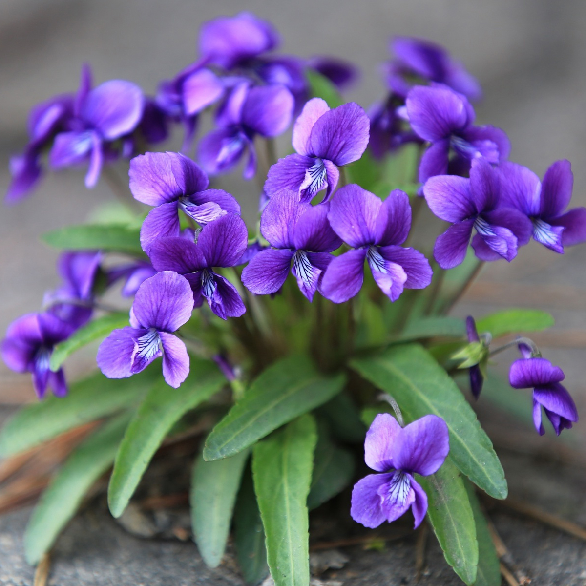 Hạt giống hoa Violet VTP78