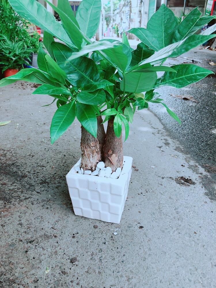 Chậu Cây Kim Ngân