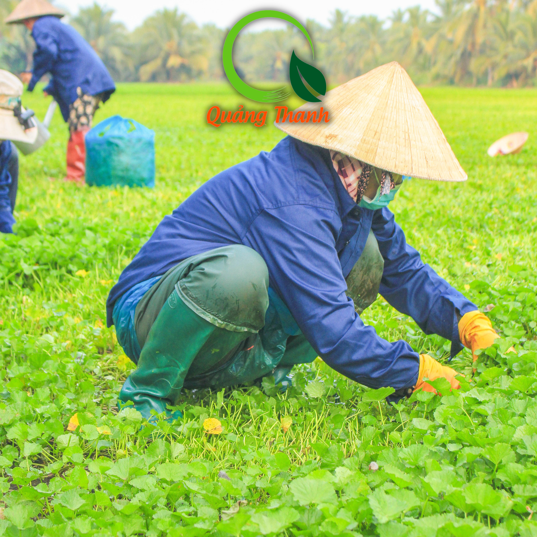 Bột Rau Má Quảng Thanh gói 100g sạch, an toàn, nói không với phẩm màu và phụ gia độc hại