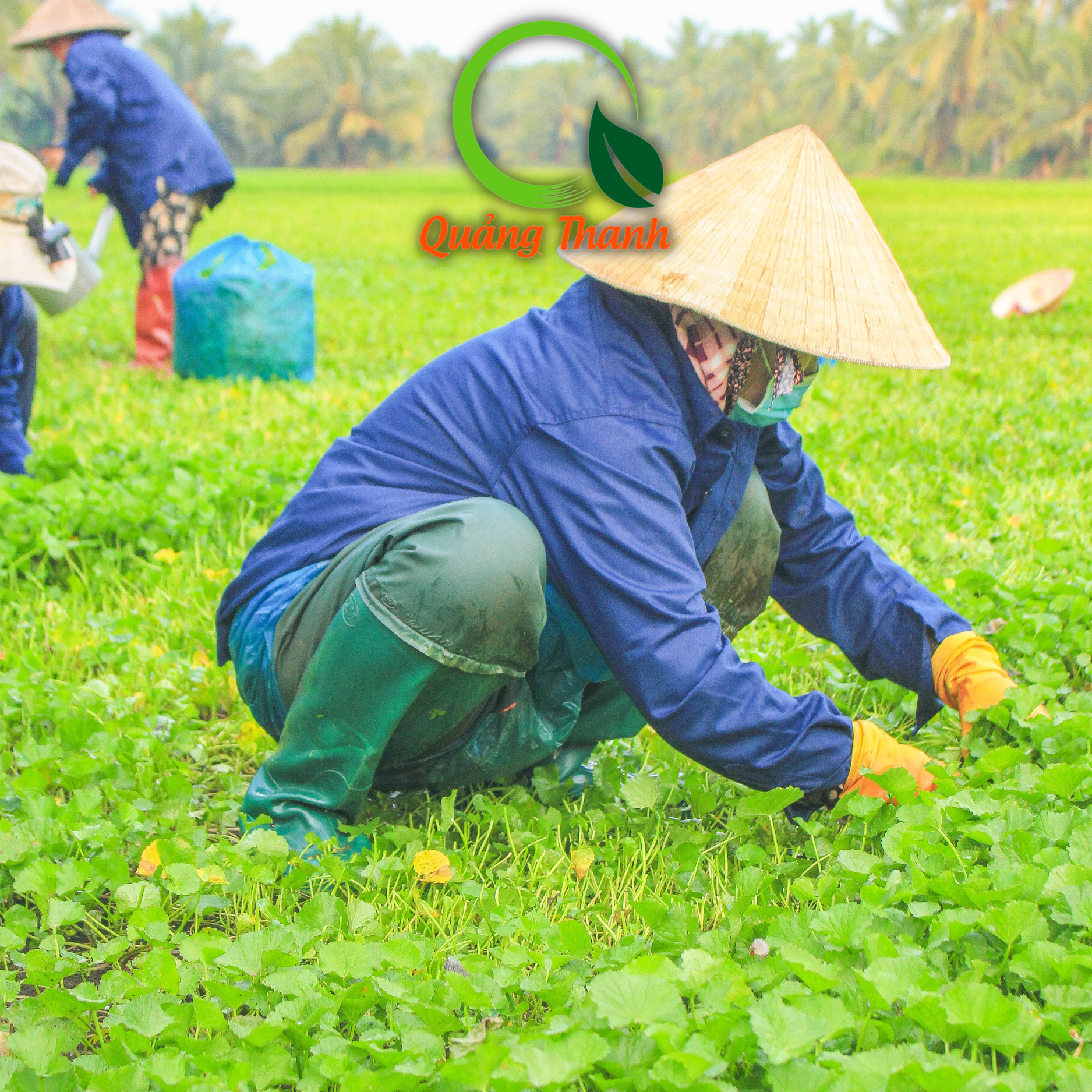 [CHÍNH HÃNG] Bột Rau Má Quảng Thanh gói 100g sạch, an toàn, nói không với phẩm màu và phụ gia độc hại