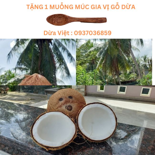 Combo 3 Trái Dừa Khô Bến Tre loại Lớn Từ 800 gram đến 1,2kg