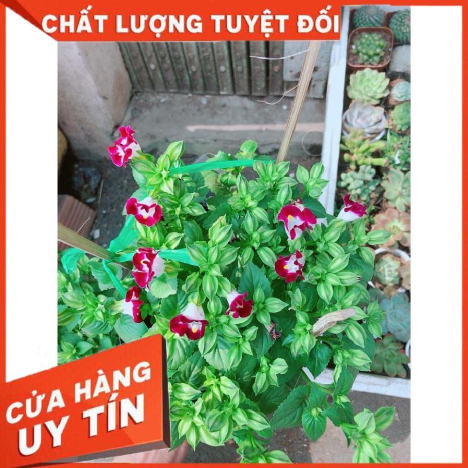 Hoa Ban Sê Đỏ