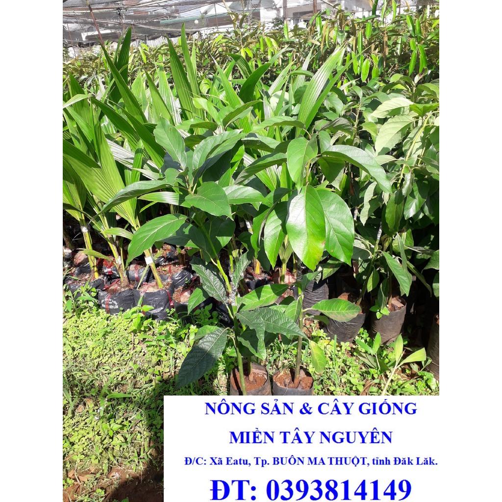 CÂY GIỐNG BƠ LÙN THANH SƠN ca0 1m ()