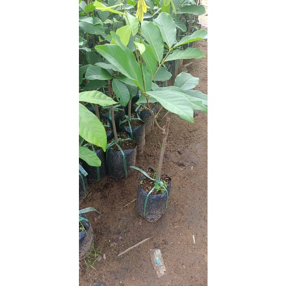 Cây giống Chôm Chôm Java