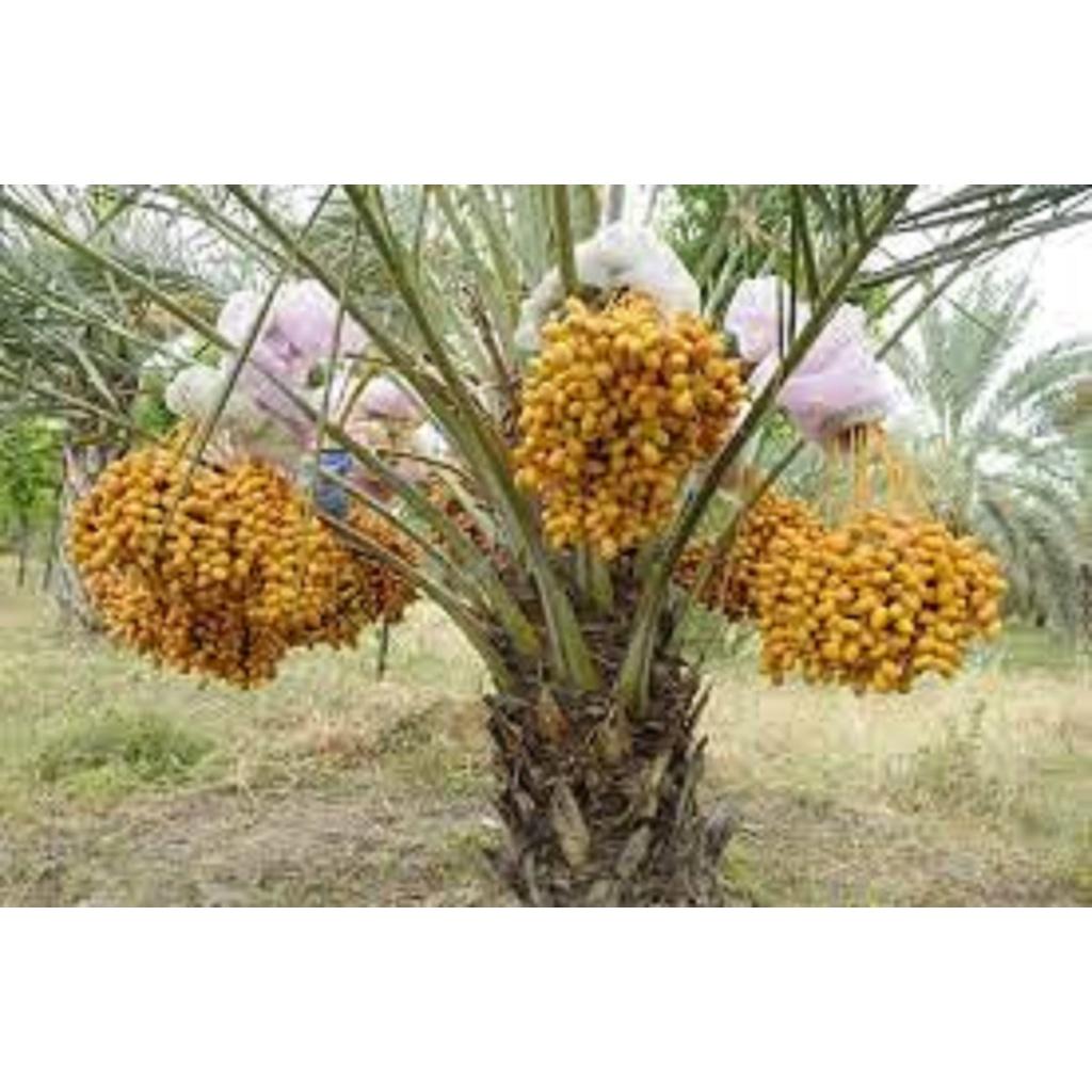 CÂY GIỐNG CHÀ LÀ BARHEE SIÊU QUẢ.