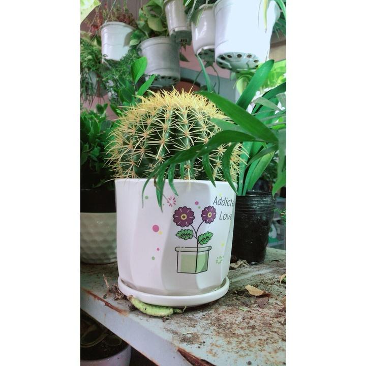 Chậu Xương Rồng Kim Hổ