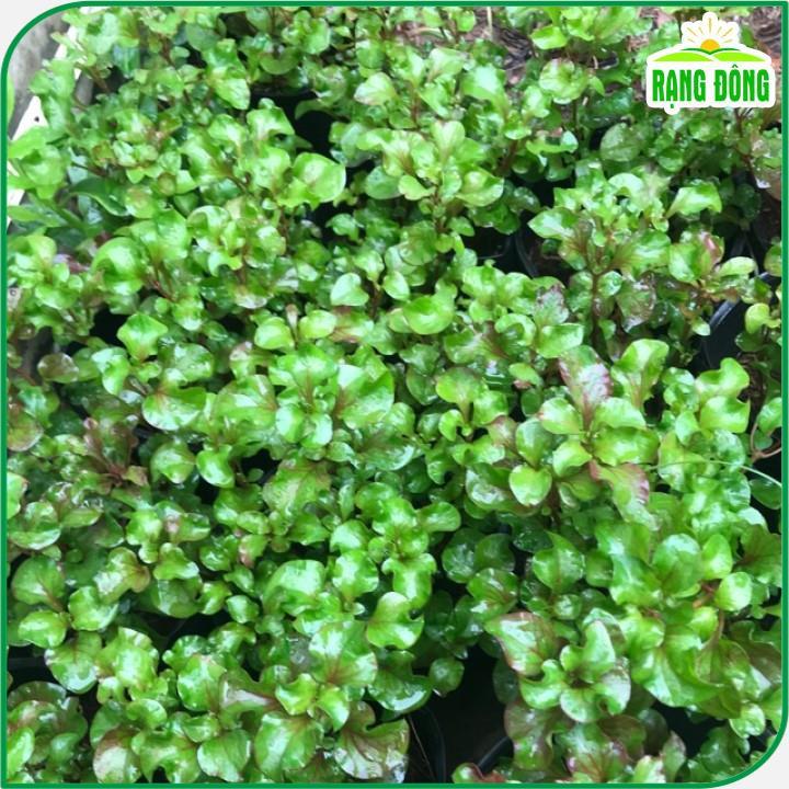 Hạt giống Xà Lách Xoong Sinh Trưởng Khỏe, Trồng Quanh Năm - Hạt Giống Rạng Đông