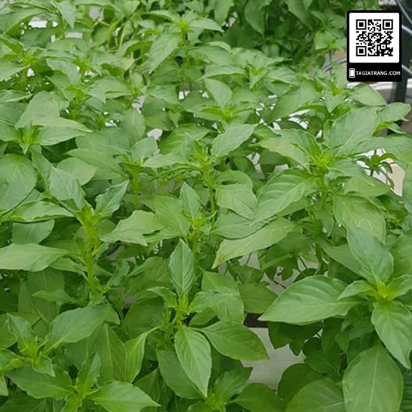 Hạt giống Rau húng thơm  GN 134