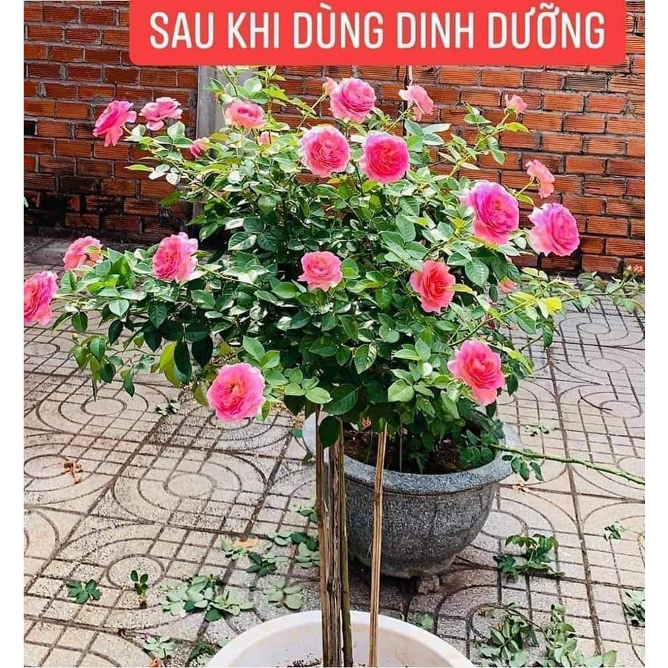 GÓI 100 VIÊN DINH DƯỠNG CHO CÂY - PHÂN BÓN TAN CHẬM DÙNG CHO HOA HỒNG HOA LAN CÂY CẢNH  VÀ TẤT CẢ CÁC LOẠI CÂY