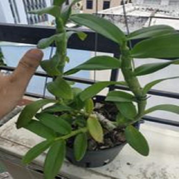 Hoa lan trầm thanh hoa cánh ám+ 700g phân thỏ hữu cơ