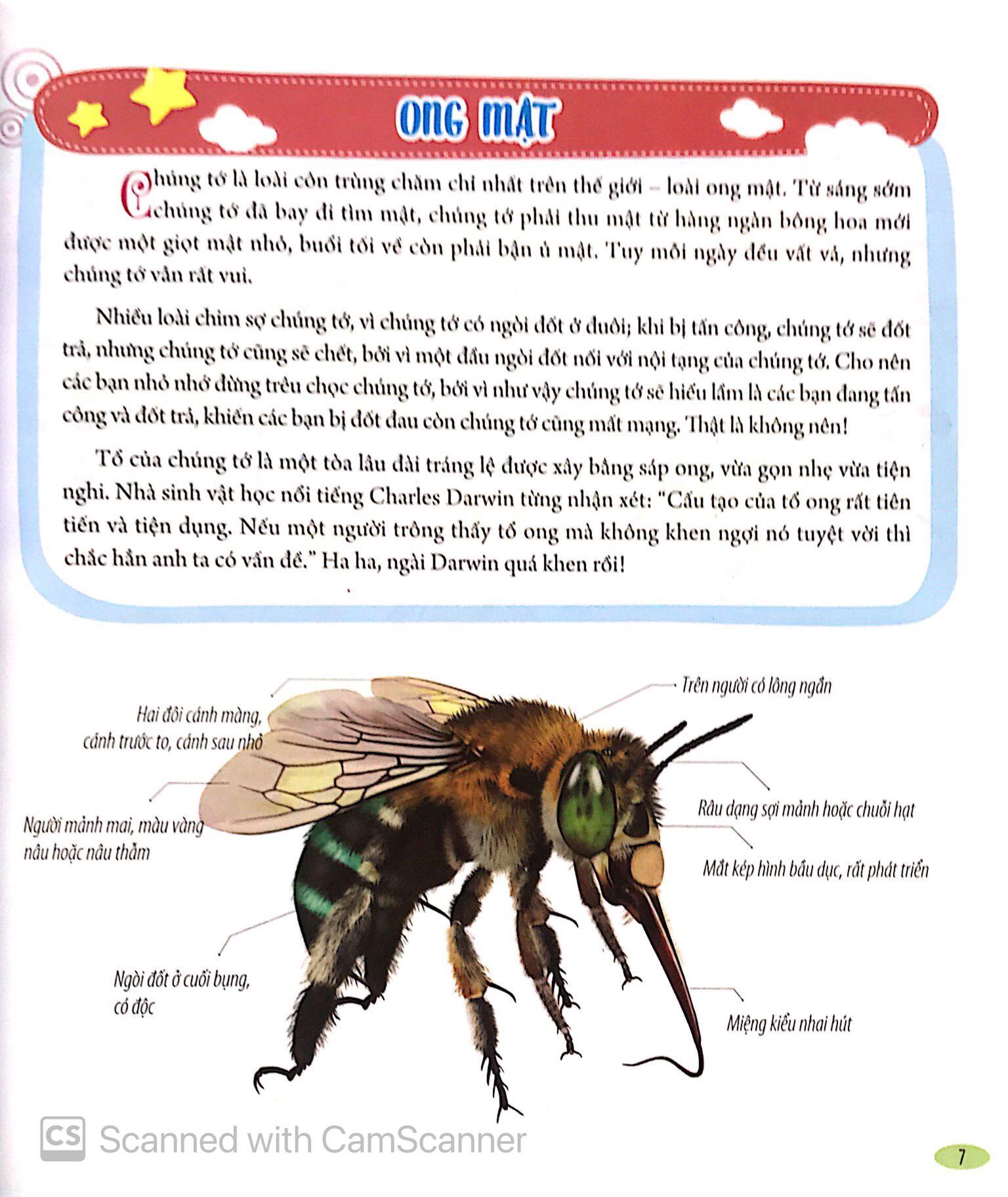 Bách Khoa Động Vật Dành Cho Trẻ Nhỏ - Côn Trùng