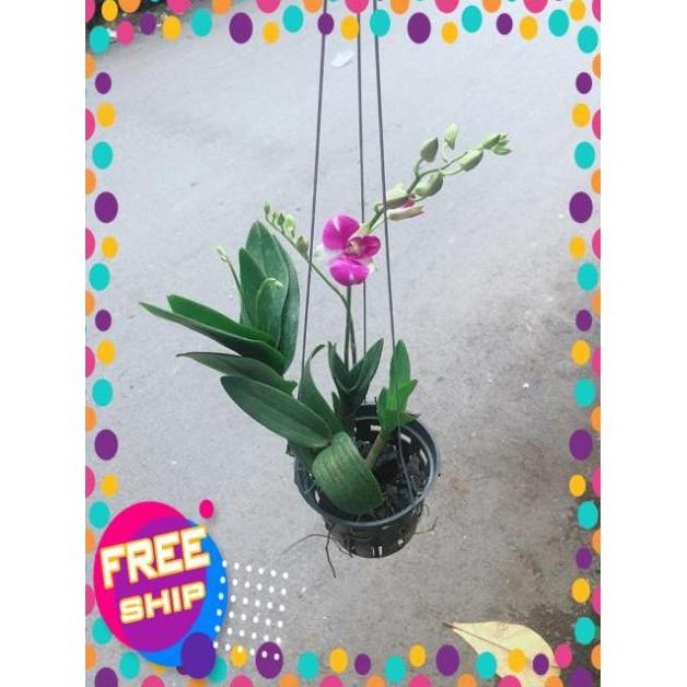 Chậu Lan Dendro Tím